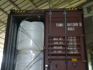 Armand Pine (Pinus Armandi) Tepung kayu 180mm