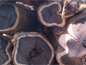 (Ebène) Kerestelik tomruk 200 mm x 15 m