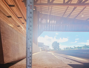 1 1/2 in. x 8 in. x 20 ft. Angelim Pieza de madera sin cantear