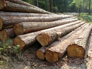 Radiata Pine Sawlog 300 mm x 5.9 m