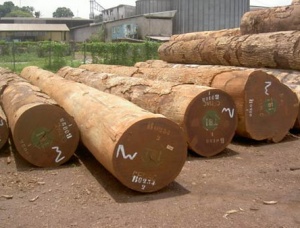Bilinga (Opepe, Badi) Kerestelik tomruk 200 mm x 8 m