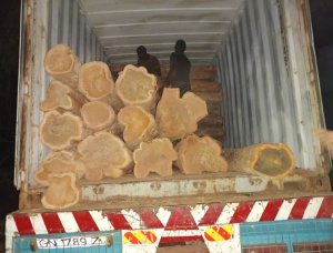Teak Sawlog 160-445 mm x 2.3 m