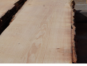 Douglas Fir Unedged board, Wooden Flitch, Slab 28-95 mm x 280-600 mm x 5000 mm