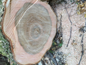 52 mm x 200 mm x 0 mm Beyaz dişbudak Flitch