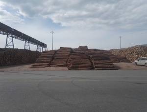 स्कॉट्स पाइन पल्पवुड 600 mm x 3 m
