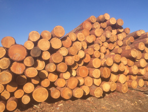 Sibirya karaçamı Kerestelik tomruk 30 mm x 6 m