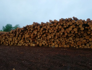 Sibirya çamı Kerestelik tomruk 200 mm x 6 m