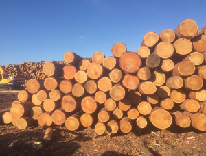 Sibirya karaçamı Kerestelik tomruk 30 mm x 6 m