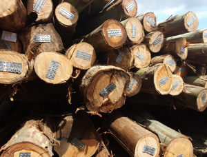 Eucalyptus Sawlog 200-300 mm x 5.2 m