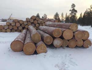 Sibirya karaçamı Kerestelik tomruk 100 mm x 6 m
