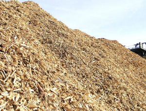 Spruce Wood chips