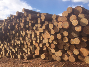 Larch Siberia Kayu bulat untuk penggergajian 24 mm x 6 m