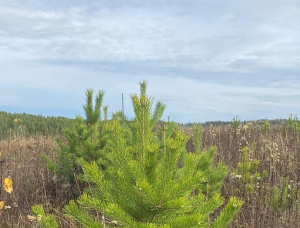 Pine Tree Seedlings  151-160