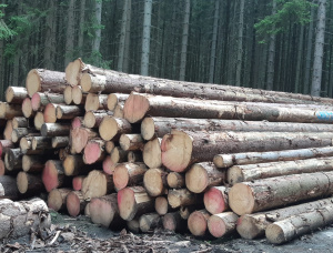 Пиловочник Ель обыкновенная 600 мм x 12 м