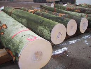 Poplar Pulpwood  x 3.2 m