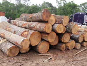 Tik Kerestelik tomruk 150 mm x 8 m