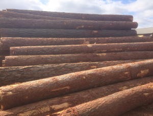 Sibirya karaçamı Kerestelik tomruk 30 mm x 6 m