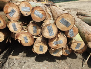 Eucalyptus Sawlog 200-300 mm x 5.2 m
