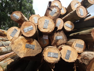 Eucalyptus Sawlog 200-300 mm x 5.2 m
