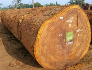 Sägeblöcke Iroko (Mvuli 30 in. x 20 ft.