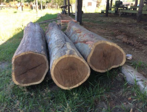 Guayacan Sawlog 450 mm x 2.1 m