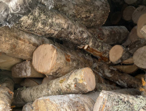 Larch Arangnya kayu 6000 mm