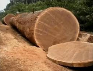 Bubinga (Kevazingo, Akume) Toras para serraria 450 mm x 4 m