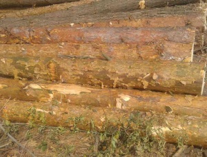 Sibirya çamı Kerestelik tomruk  x 3.8 m