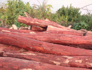 Sandalwood Sawlog 50 in. x 10 ft.