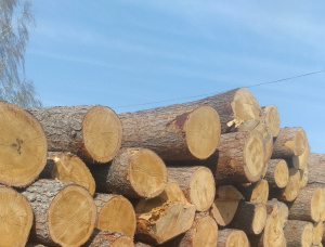 Pine Sawlog 500 mm x 6.1 m