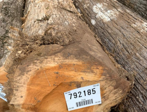 Teak Sawlog 1300 mm x 8 m