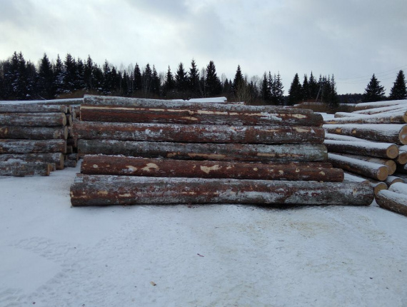 Sibirya ladini Kerestelik tomruk 300 mm x 6 m