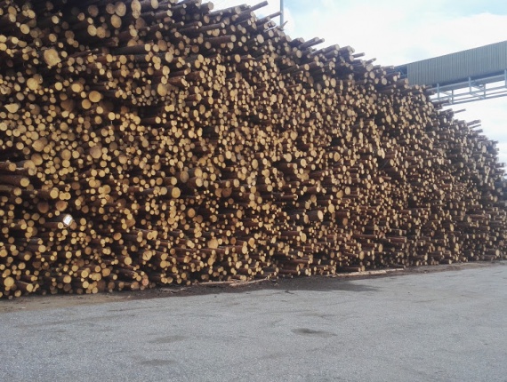 स्कॉट्स पाइन पल्पवुड 600 mm x 3 m