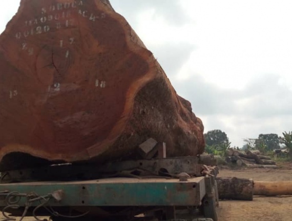 Bubinga (Kevazingo, Akume) Kerestelik tomruk x 10 m