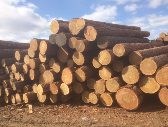 Sibirya karaçamı Kerestelik tomruk 30 mm x 6 m