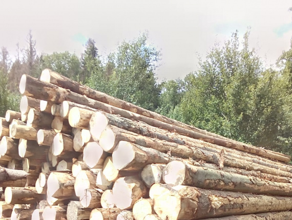 Cemara, pinus dan fir (SPF) Kayu bulat untuk penggergajian 400 mm x 11.8 m