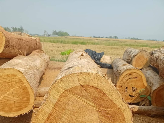 टीक सॉ लॉग 700 mm x 5 m