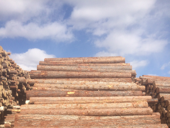 Sibirya ladini Kerestelik tomruk 240 mm x 6 m