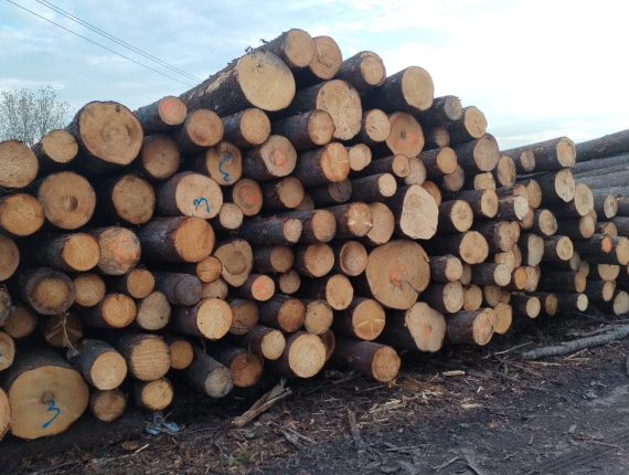 Spruce-Pine (S-P) Sawlog 120-500 mm x 6 m