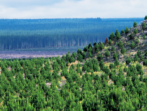 Sägeblöcke Pinus radiata 250-400 mm x 9 m