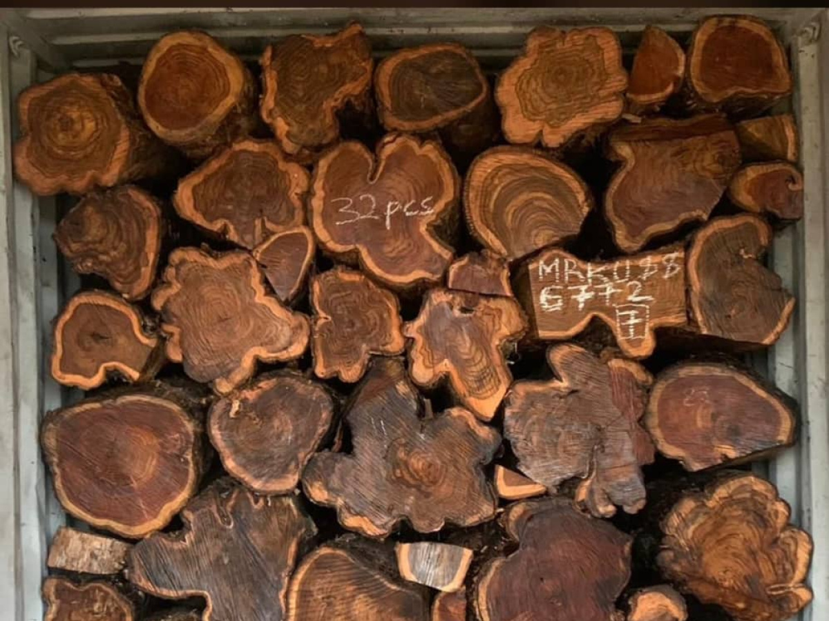 Teak Sawlog 160-445 mm x 2.3 m