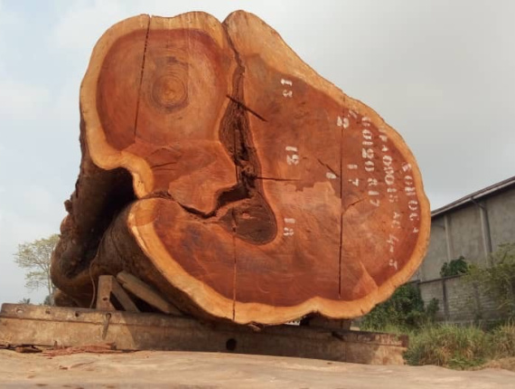 Bubinga (Kevazingo, Akume) Toras para serraria 130 mm x 9 m