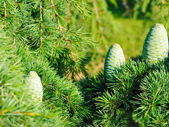 Pine Sawlog 500 mm x 6.1 m