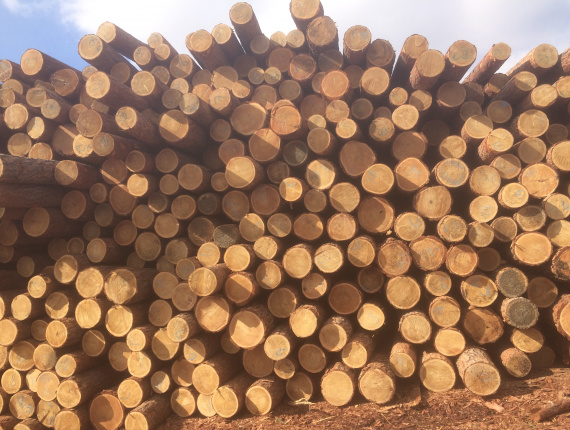 Larch Siberia Kayu bulat untuk penggergajian 24 mm x 6 m