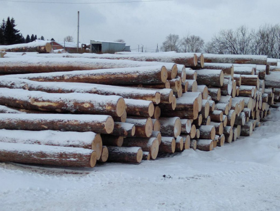 Cemara Siberia Kayu bulat untuk penggergajian 500 mm x 6 m