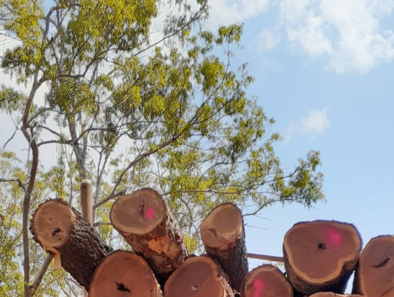 Cooktown Ironwood Toras para serraria 700 mm x 7 m