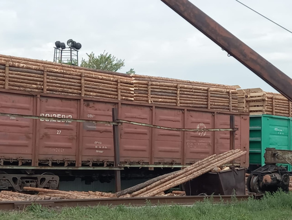 स्कॉट्स पाइन पल्पवुड 150 mm x 6 m
