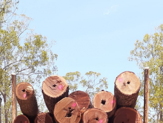 Cooktown Ironwood Toras para serraria 700 mm x 2.1 m