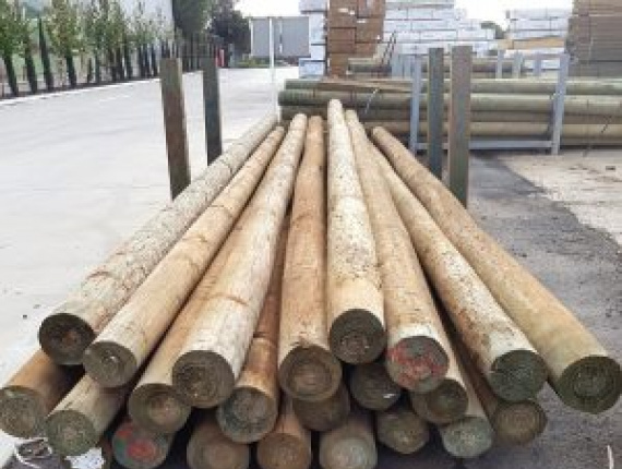 Pinus radiata Polacos 300 mm x 15 m