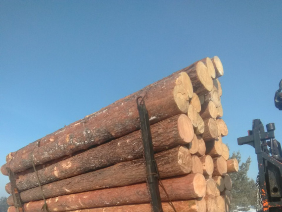 Sibirya çamı Kerestelik tomruk 500 mm x 6 m